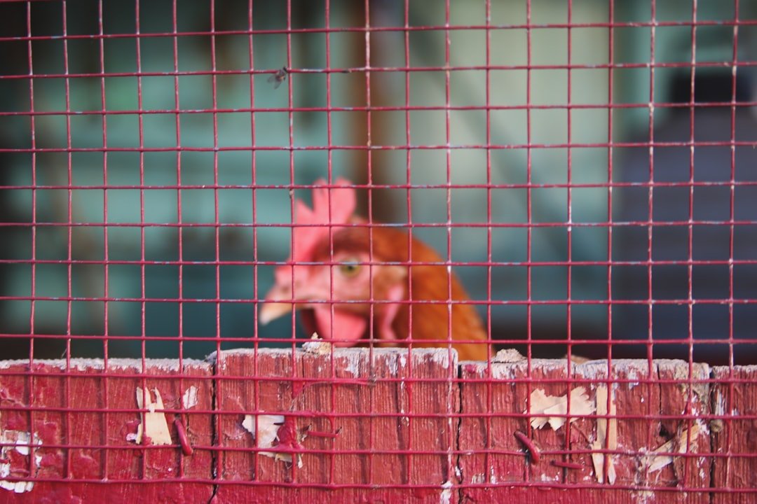 Raising Happy Hens: The Joys of Backyard Chickens