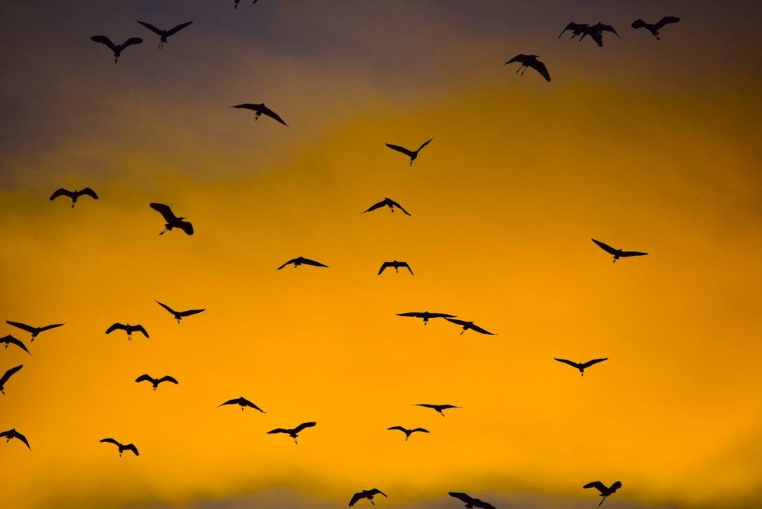 Understanding Chicken Behavior: What Your Flock is Trying to Tell You