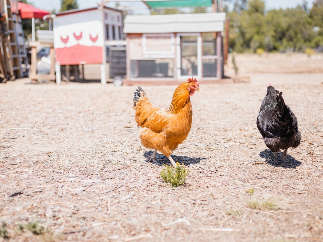 Essential Chicken Care Tips for Healthy Flocks